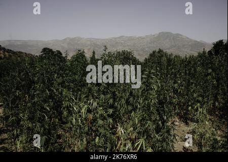 Vista dei campi di cannabis, Bab Berred, Marocco. Foto Stock