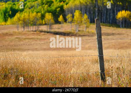 Palo di recinzione su recinzione filo di granata con fuori fuoco autunno caduta aspen foresta in background con campo Foto Stock