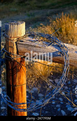 Bobina di filo spinato a spirale su palo da recinzione Foto Stock
