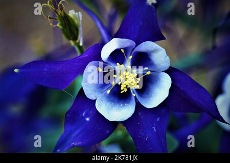 Un primo piano di un fiore blu chiamato Granny's Bonnet Foto Stock