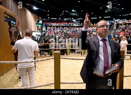 ©PHOTOPQR/OUEST FRANCE/Joel le GALL ; Deauville ; 17/08/2019 ; Vente de Yearling à Deauville vendita di Yearling a Deauville il 17 agosto 2019 Foto Stock