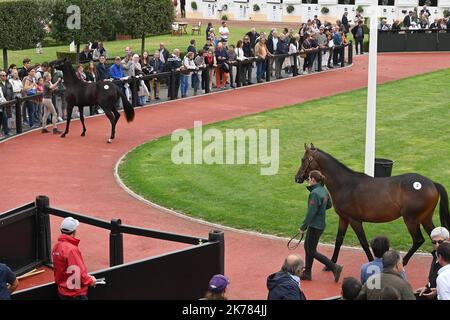 ©PHOTOPQR/OUEST FRANCE/Joel le GALL ; Deauville ; 17/08/2019 ; Vente de Yearling à Deauville vendita di Yearling a Deauville il 17 agosto 2019 Foto Stock