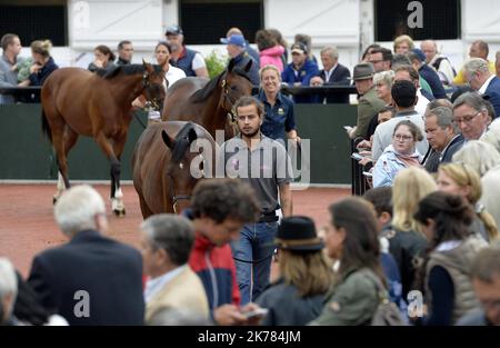 ©PHOTOPQR/OUEST FRANCE/Joel le GALL ; Deauville ; 17/08/2019 ; Vente de Yearling à Deauville vendita di Yearling a Deauville il 17 agosto 2019 Foto Stock