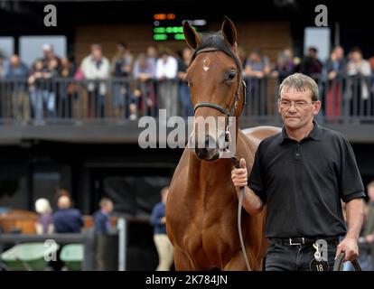 ©PHOTOPQR/OUEST FRANCE/Joel le GALL ; Deauville ; 17/08/2019 ; Vente de Yearling à Deauville vendita di Yearling a Deauville il 17 agosto 2019 Foto Stock