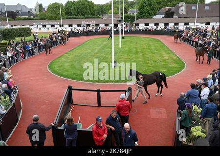 ©PHOTOPQR/OUEST FRANCE/Joel le GALL ; Deauville ; 17/08/2019 ; Vente de Yearling à Deauville vendita di Yearling a Deauville il 17 agosto 2019 Foto Stock