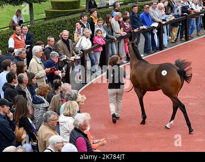 ©PHOTOPQR/OUEST FRANCE/Joel le GALL ; Deauville ; 17/08/2019 ; Vente de Yearling à Deauville vendita di Yearling a Deauville il 17 agosto 2019 Foto Stock