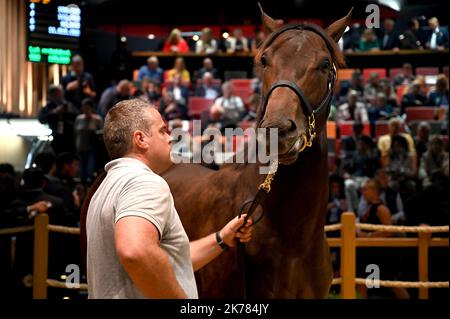 ©PHOTOPQR/OUEST FRANCE/Joel le GALL ; Deauville ; 17/08/2019 ; Vente de Yearling à Deauville vendita di Yearling a Deauville il 17 agosto 2019 Foto Stock