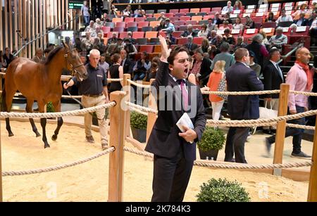 ©PHOTOPQR/OUEST FRANCE/Joel le GALL ; Deauville ; 17/08/2019 ; Vente de Yearling à Deauville vendita di Yearling a Deauville il 17 agosto 2019 Foto Stock