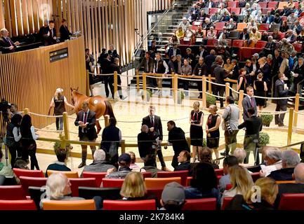 ©PHOTOPQR/OUEST FRANCE/Joel le GALL ; Deauville ; 17/08/2019 ; Vente de Yearling à Deauville vendita di Yearling a Deauville il 17 agosto 2019 Foto Stock