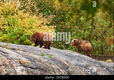 Gli orsi bruni Grizzly stanno vagando per la loro recinzione allo zoo del Bronx Foto Stock