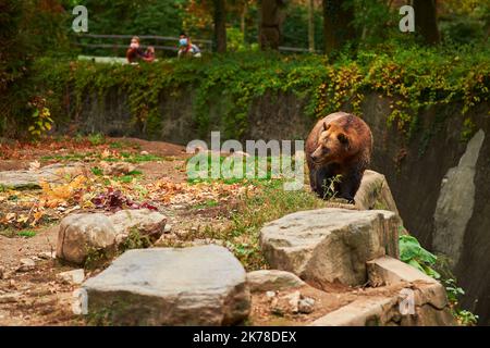 Gli orsi bruni Grizzly stanno vagando per la loro recinzione allo zoo del Bronx Foto Stock