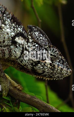 ©Arnaud De grave / le Pictorium/MAXPPP - Arnaud De grave / le Pictorium - 29/11/2015 - Madagascar / Alaotra-Mangoro - Cameleon. / 29/11/2015 - Madagascar / Alaotra-Mangoro - Chameleon Foto Stock