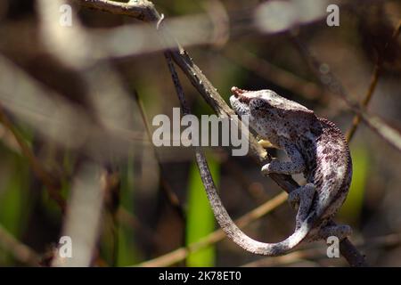 ©Arnaud De grave / le Pictorium/MAXPPP - Arnaud De grave / le Pictorium - 12/11/2015 - Madagascar / Alaotra-Mangoro - Cameleon. / 12/11/2015 - Madagascar / Alaotra-Mangoro - Chameleon. Foto Stock