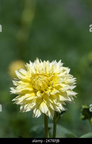 Primo piano di un canarino fubuki dahlia in fiore Foto Stock