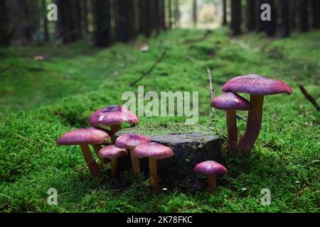 Bella famiglia di funghi nella foresta serale Foto Stock