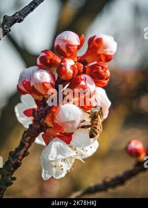 Impollinazione di fiori fioriti da api Foto Stock