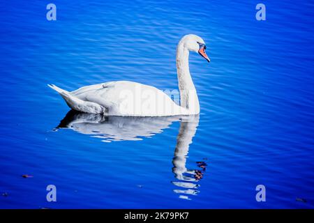 Un riflesso di un cigno soleggiato che si rilassa al sole d'autunno su Ellesmere Mere nello Shropshire Foto Stock