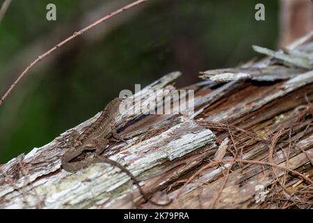 Napoli, Florida. Cavatappi santuario palude. Marrone Anole, Anolis sagrei su tronco di albero decaduto. Foto Stock