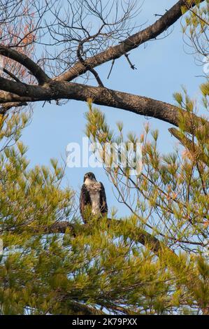 Vadnais Heights, Minnesota. Osprey giovanile, Pandion haliaetus seduto su un ramo in un pino. Foto Stock