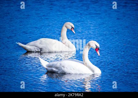 Un duo di cigni che si rilassano sotto il sole d'autunno a Ellesmere Mere nello Shropshire Foto Stock