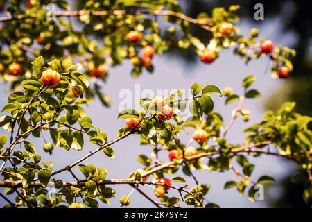 Pitangueira, albero da frutto o arbusto, nativo della Foresta Atlantica e conosciuto principalmente per i suoi frutti dolci. Ciliegia brasiliana, frutta del Brasile Foto Stock