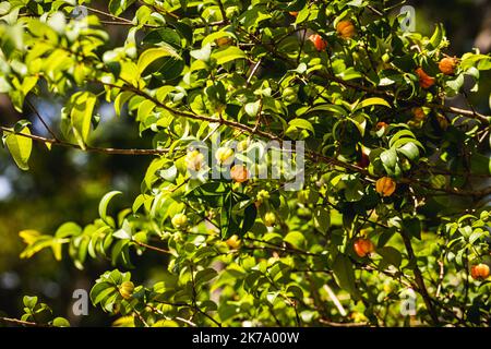 Pitangueira, albero da frutto o arbusto, nativo della Foresta Atlantica e conosciuto principalmente per i suoi frutti dolci. Ciliegia brasiliana, frutta del Brasile Foto Stock