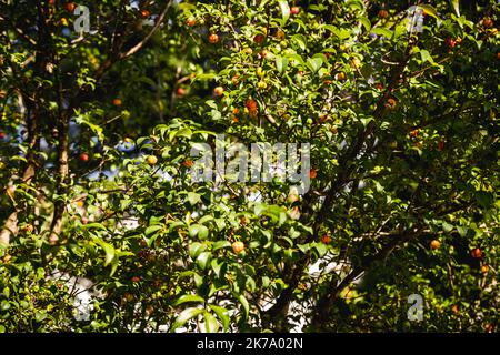 Pitangueira, albero da frutto o arbusto, nativo della Foresta Atlantica e conosciuto principalmente per i suoi frutti dolci. Ciliegia brasiliana, frutta del Brasile Foto Stock