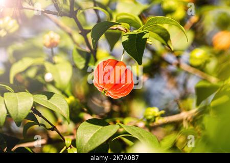 pitanga, frutto di pitangueira, dicotiledone della famiglia delle mirtacee. Frutta esotica, in forma di palline globulari e carnose, ricca di vitamina C, Braz Foto Stock