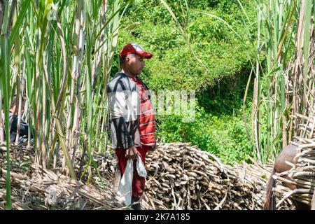 contadino colombiano dalla pelle bruna, in piedi guardando il raccolto di canna da zucchero, pensando alla sua situazione economica. l'uomo latino è circondato da suga appena tagliato Foto Stock