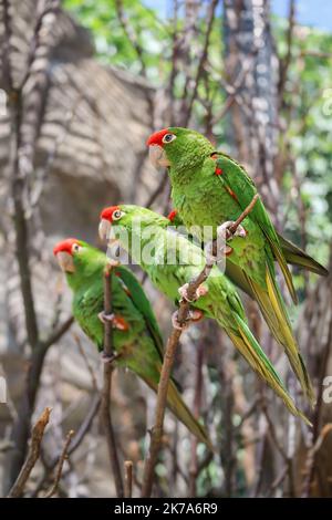 Tre Cordilleran Parakeet seduto a Twig in Zoo. Psittacara Frontatus è una specie di pappagallo a coda lunga dell'America del Sud. Uccello nel giardino zoologico. Foto Stock