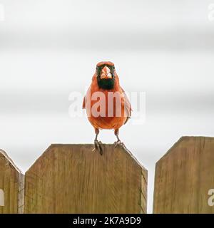 Maschio cardinale settentrionale arroccato in piedi su una recinzione di legno cortile in un giorno di primavera a Taylors Falls, Minnesota USA. Foto Stock