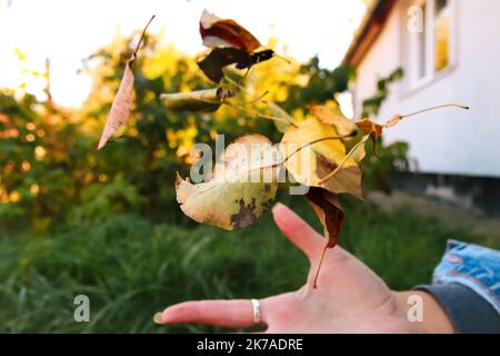 Defocus primo piano femmina mano gettando foglie asciutte. Rastrelli volontari e afferra un piccolo mucchio di foglie gialle cadute nel parco autunnale. Pulizia del prato Foto Stock