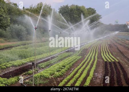 ©PHOTOPQR/LE REPUBLICAIN LORRAIN/Pierre HECKLER ; Thionville ; 13/08/2020 ; Illustration secheresse et Agriculture - agricoltura, irrigazione Foto Stock