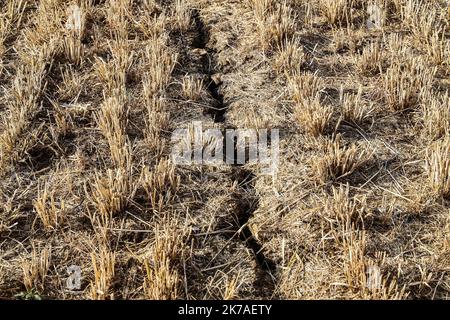 ©PHOTOPQR/LE REPUBLICAIN LORRAIN/Pierre HECKLER ; Thionville ; 13/08/2020 ; Illustration secheresse et Agriculture - agricoltura, siccità Foto Stock