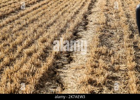 ©PHOTOPQR/LE REPUBLICAIN LORRAIN/Pierre HECKLER ; Thionville ; 13/08/2020 ; Illustration secheresse et Agriculture - agricoltura, siccità Foto Stock