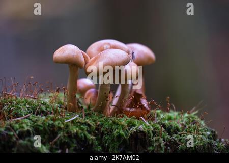 I funghi nella foresta crescono su un substrato verde opaco. Foto Stock