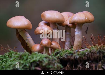 I funghi nella foresta crescono su un substrato verde opaco. Foto Stock