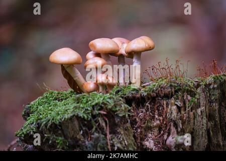 I funghi nella foresta crescono su un substrato verde opaco. Foto Stock