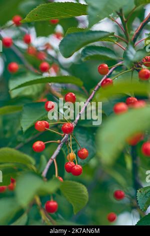 Piccole ciliegie rosse su un albero verde fresco. Foto di alta qualità Foto Stock