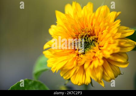 Girasole giallo orsacchiotto fiorito all'inizio dell'autunno Foto Stock