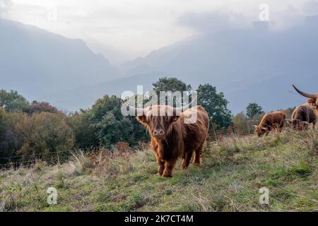 La razza bovina Highlanad è nota per la sua rusticità e la sua resistenza agli ambienti estremi Foto Stock