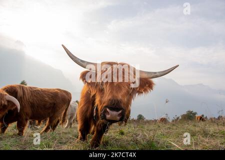 La razza bovina Highlanad è nota per la sua rusticità e la sua resistenza agli ambienti estremi Foto Stock