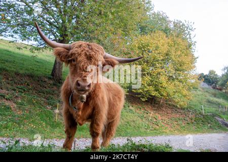 La razza bovina Highlanad è nota per la sua rusticità e la sua resistenza agli ambienti estremi Foto Stock