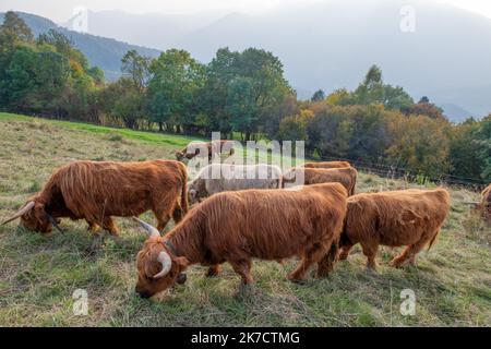 La razza bovina Highlanad è nota per la sua rusticità e la sua resistenza agli ambienti estremi Foto Stock