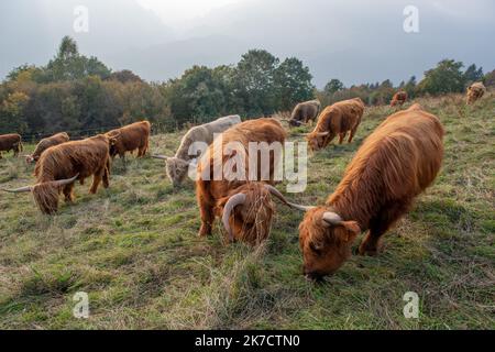 La razza bovina Highlanad è nota per la sua rusticità e la sua resistenza agli ambienti estremi Foto Stock