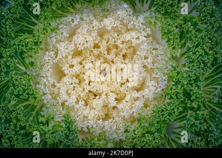 Cavolo decorativo in un letto di fiori. Primo piano Brassica oleracea var. Acephala. Foto Stock