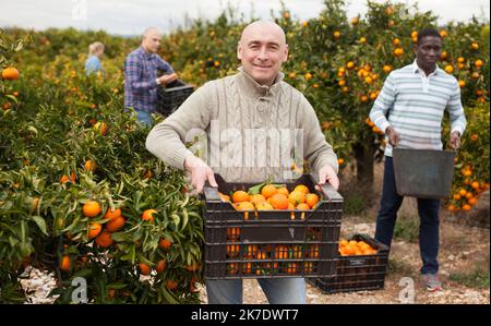 Coltivatori in procinto di raccogliere tangerini Foto Stock