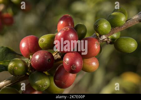 Caffè della valle dell'Alto Mayo in Perù, apprezzato nel mondo per il suo grande sapore e aroma, è anche biologico. Foto Stock