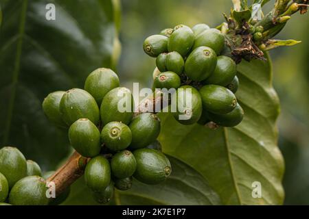 Caffè della valle dell'Alto Mayo in Perù, apprezzato nel mondo per il suo grande sapore e aroma, è anche biologico. Foto Stock