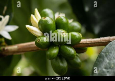 Caffè della valle dell'Alto Mayo in Perù, apprezzato nel mondo per il suo grande sapore e aroma, è anche biologico. Foto Stock